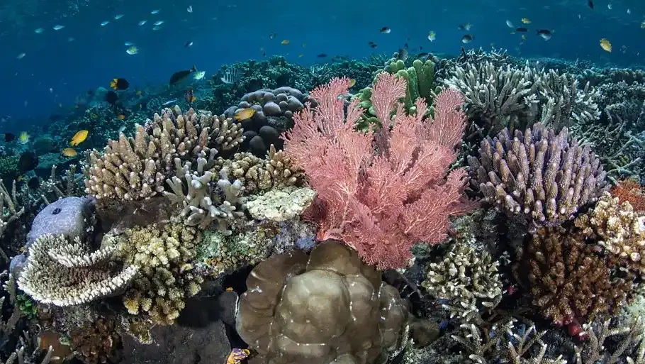 A hard coral garden with a pink sea fan in clear water